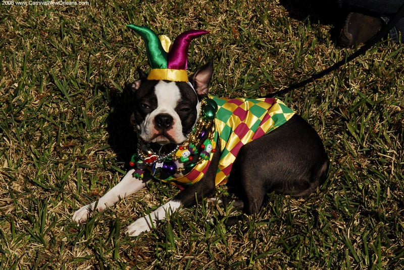 mardi_gras_barkus_parade-011 mardi_gras_barkus_parade-011