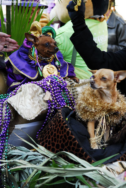 mardi_gras_barkus_parade-054 mardi_gras_barkus_parade-054
