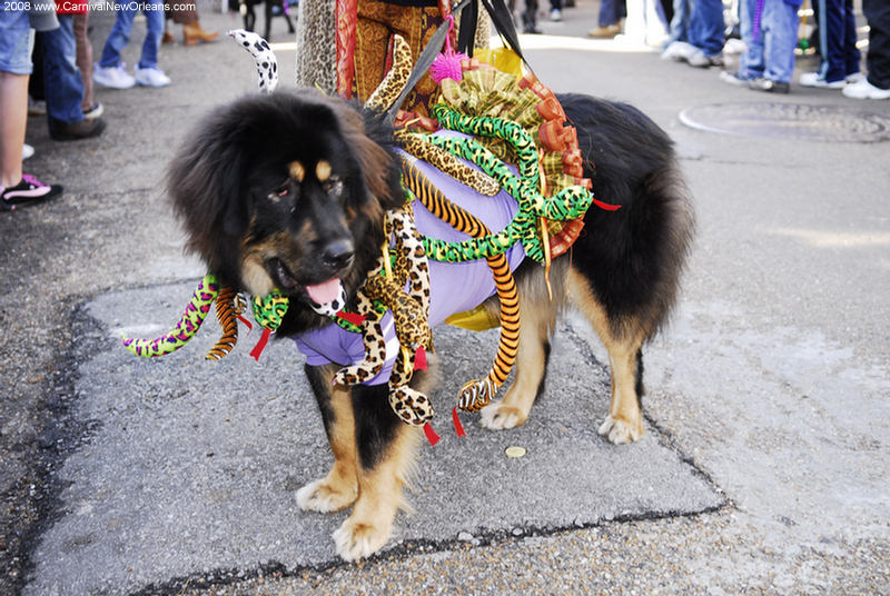 mardi_gras_barkus_parade-058 mardi_gras_barkus_parade-058