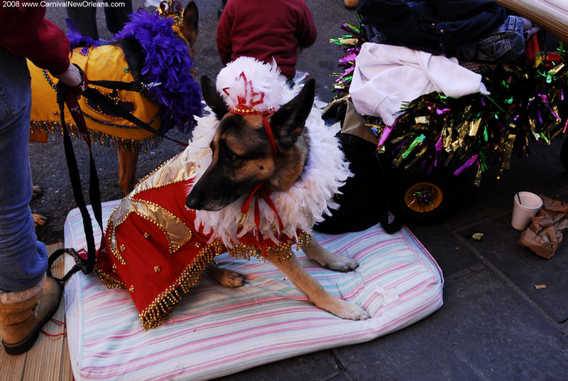 mardi_gras_barkus_parade-081 mardi_gras_barkus_parade-081