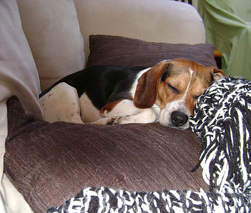 pet of the week, POTW