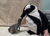 Video: Feathers Fly for Baby Penguin Kisses!