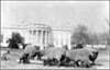 Quiz: Who (Else) Called the White House Home?