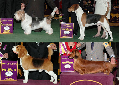 2008 Westminster Winners: Hound Group