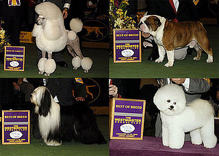 2008 Westminster Winners: Non-Sporting Group