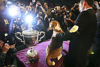 Super Cute Gallery: Big Beagle Being the Big Winner at Westminster!
