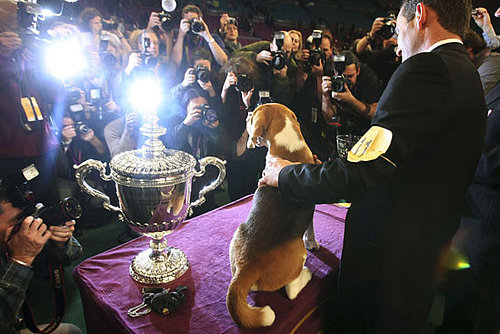 Super Cute Gallery: Big Beagle Being the Big Winner at Westminster!
