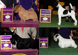 2008 Westminster Winners: Terrier Group