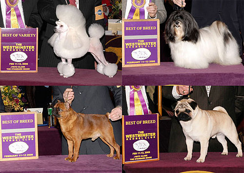 2008 Westminster Winners: Toy Group