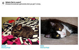Can You Pick Which Pet Is Cuter?