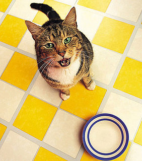 Don't Feed Dog Food to a Cat!