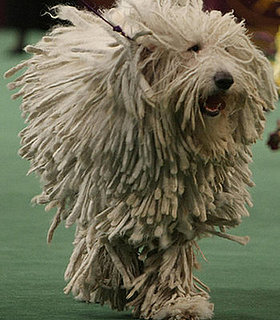 Guess What Breed?