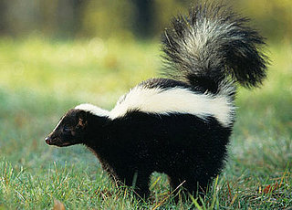 To the Rescue: Sprayed by Skunks!