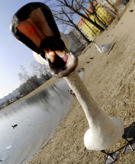 Guess What Animal?