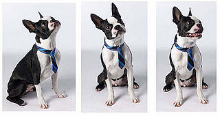 Trend Setters: The Good Life Collar