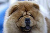 Guess What Breed?
