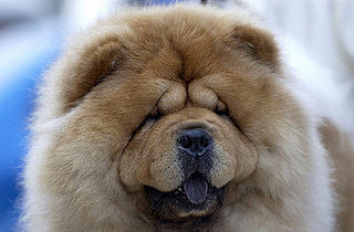 Guess What Breed?
