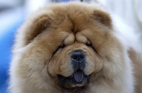 Guess What Breed?