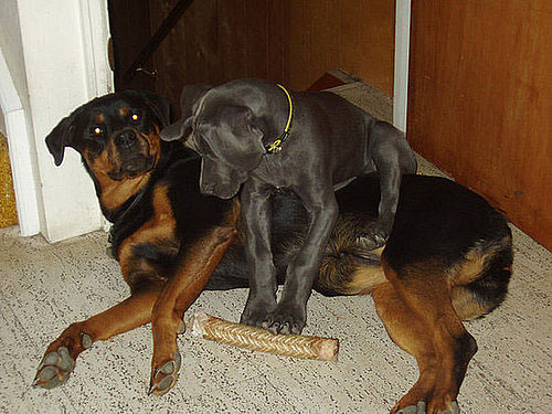 Great Golly! Greatly Growing Great Dane
