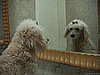 So Whaddya Think: Is Your Canine Cute Enough to Clone?