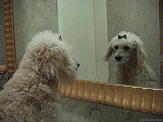 So Whaddya Think: Is Your Canine Cute Enough to Clone?