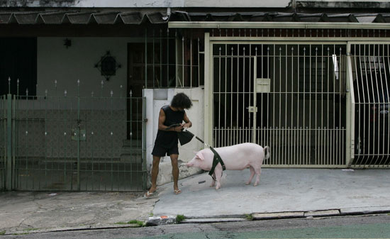 Globetrotters: This Little Piggy Went to Market Globetrotters: This Little Piggy Went to Market