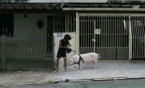 Globetrotters: This Little Piggy Went to Market