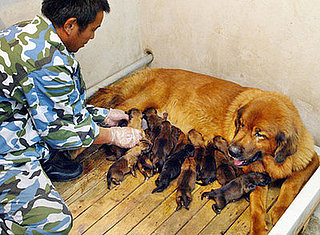 What Comes First: Puppy or Baby?