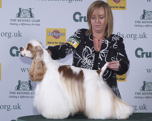 2008 Crufts Dog Show 2008 Crufts Dog Show
