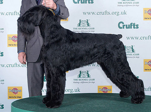 2008 Crufts Winner: Best in Show! 