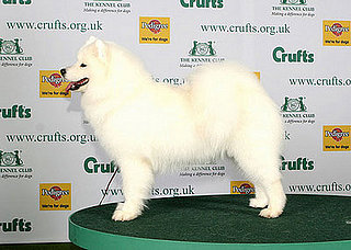 2008 Crufts Winners: Hound, Pastoral, Working, and Terrier Group
