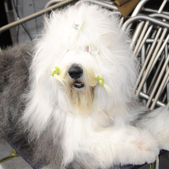 Guess What Breed? Guess What Breed?