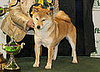 2008 Crufts Winners: Toy, Utility, and Gundog Groups