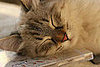Monet and Giverny: Pets of the Week