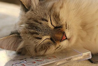 Monet and Giverny: Pets of the Week