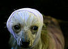 Guess What Breed?