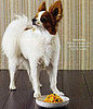 Yum-o For Canine Carrots-and-Peas Orzo!