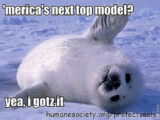 Sillify Some Adoro Seals With LOLspeak! 
