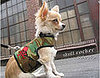 Trend Setters: Hard Rock Pets