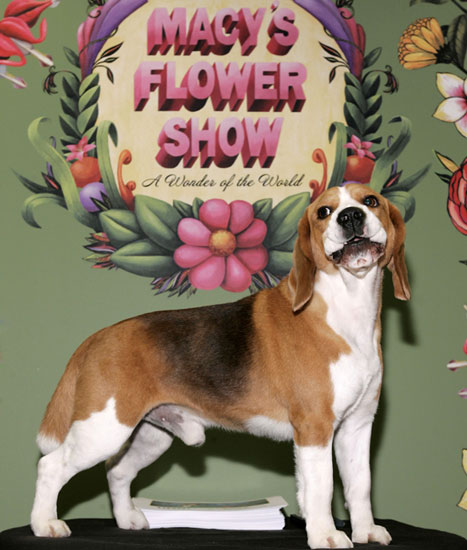 Uno the Beagle Makes a Visit to Macy's! Uno the Beagle Makes a Visit to Macy's!