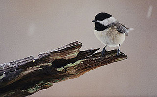 Feed the Birds: Make Your Own Peanut Butter Suet