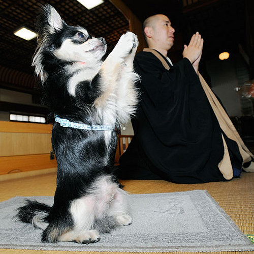 Globetrotters: Conan the Praying Pooch