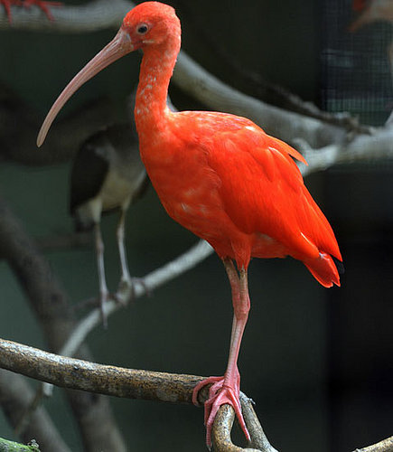 Guess What Bird?