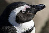 Creature Features: Animals in Antarctica 