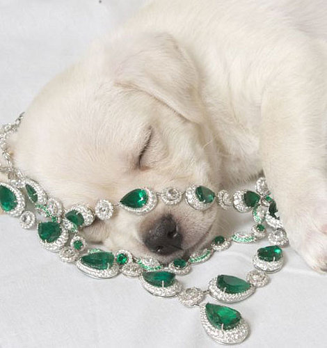 ASPCA and Chopard Team Up With Diamond Paws