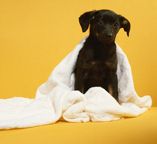 New Year’s Petsolution: Donate the Clutter