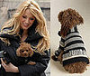 Sugar Shout Out: Juicy Pet Couture 