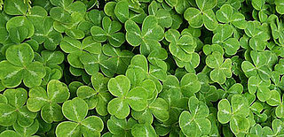 Go Green For St. Paddy's with Lilsugar!