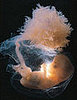 Illegal to Implant an Embryo with a Genetic Abnormality?