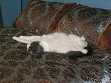 Remus & Layla lounging around the house